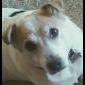 Dog photo avatar